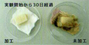 カビ胞子分解力